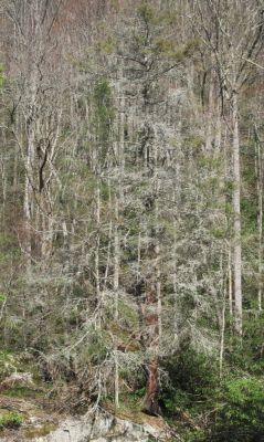 'gray-bearded' tree growing on boulder
April, 2010
