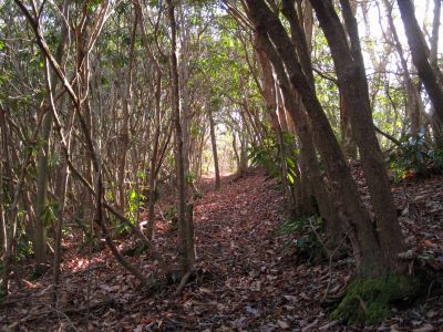 Phillips Hollow Trail
...on ridge above Davis Creek
11-12-2011 
