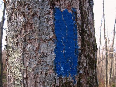 Blue Blaze
Near Appalachian Trail/Fox Cabin/top of Phillips Hollow Trail,
11-12-2011 
