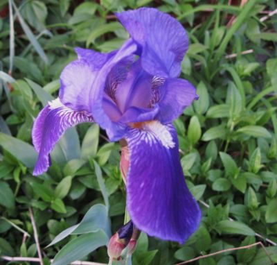 dark blue iris
April, 2010

