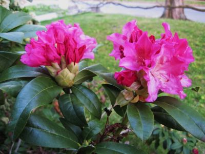 rhododendron
April, 2010
