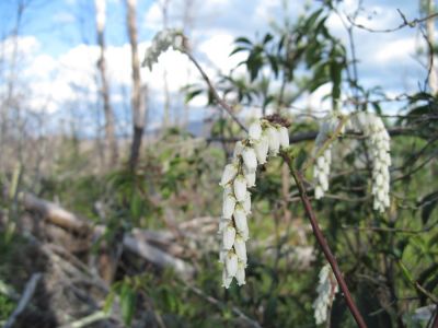 Doghobble
Bell-like flower, looks like a wild 'andromeda',  
April, 2010
