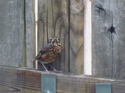 Baby Robin
on fence.
May, 2010
