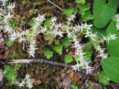 Sedum
(I think) white, wild variety...
May, 2010 

