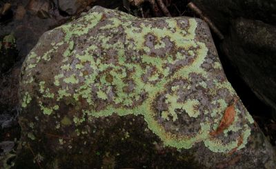 Devils Creek Cascades
Fungi designs on boulder near Upper Falls,
December, 10, 2011
