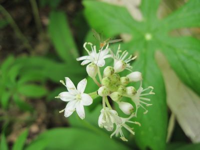 Wildflower
insect standing on the blossoms.
May, 2010
