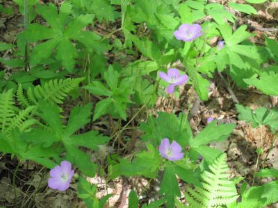Wild Geranium
May, 2010
