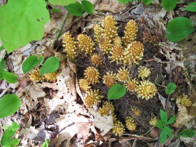 Squawroot
not technically a 'flower' but significant none-the-less.
May, 201-
