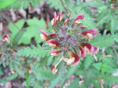 Wood Betony
May, 2010
