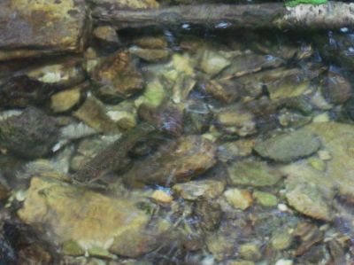fish
in Spivey Creek,
May 2010
