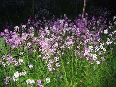 found in meadow next to Hoppy and Birdy's place in Damascus, VA.  May, 2010
