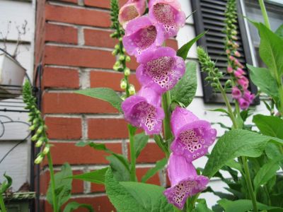 Foxglove
Foxglove,
Damascus, VA.
May, 2010
