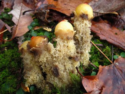 Earthstar Fungi
Middle Spring Ridge Trail,
December 17, 2011
