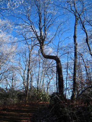 Large, Bent Tree
Near the overlook...
Middle Spring Ridge Trail,
December 17, 2011
