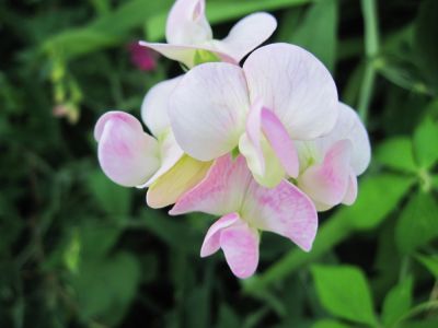 Pink and White Sweet Pea
June, 2010
