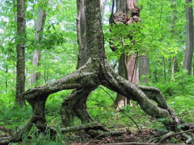 Tree with Legs and Feet
Unaka Mountain,
June, 2010

