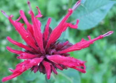 Red Bee Balm
June, 2010
