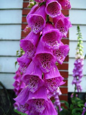 Foxglove
Trail Days,
May, 2017
