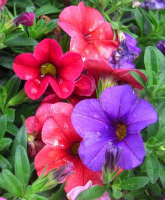 Petunia
Trail Days,
May, 2017
