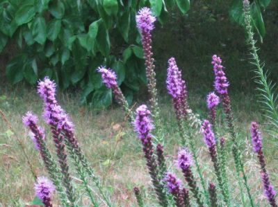 Blazing Star
June, 2010
