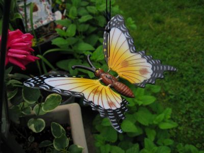 Metal Butterfly
Trail Days,
May, 2017
