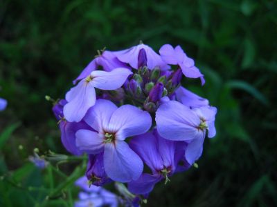 Wild Flox
Trail Days,
May, 2017

