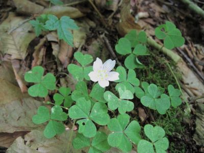 wild shamrock
...or so it appears to be.  Found on Flattop Mountain, June, 2010
