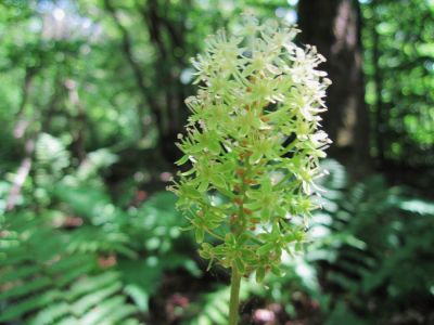 green wildflower
on Flattop Mountain,
June, 2010
