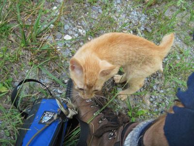 'Shere Khan'
the abandoned kitty I found in the meadow near Devil's Creek Gap on Flattop Mountain, June, 2010
