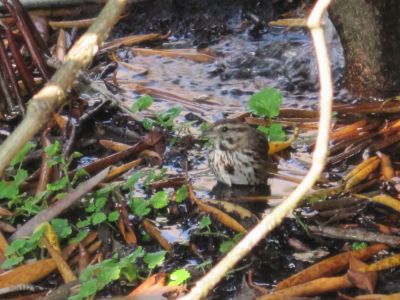 Sparrow
enjoying a dip in a puddle of water...
June, 2010
