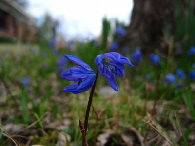 Siberian Bluebells
Spring, 2015
