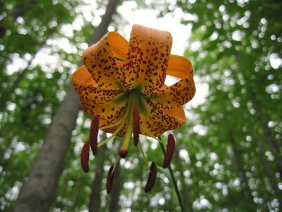Turk's Cap Lily
Spivey Gap,
July, 2010
