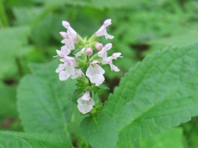 Wild Mint
I think...
July, 2010
