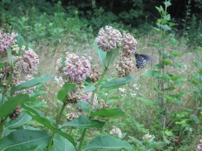 Milk Weed
in meadow with butterflies.
July, 2010
