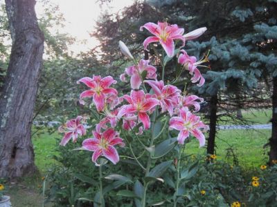 Stargazer Lilies
July, 2010
