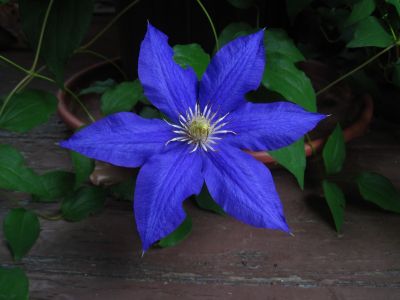 Clematis
2017
