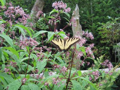 Yellow and Black Butterfly
on Iron Weed blossoms,
July, 2010
