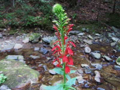 Cardinal Flower
Sampson Mountain Wilderness,
August, 2010
