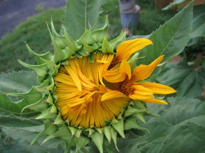 Sunflower
...just beginning to open.
August, 2010
