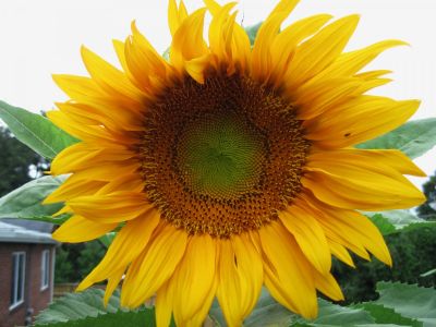 Sunflower
August, 2010
