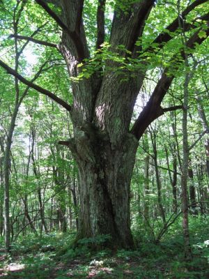 Very Old Tree
Shelton Memorial area
Coldspring Mountain
August, 2010
