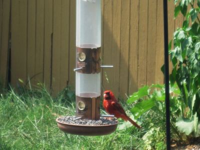 Cardinal
August, 2010
