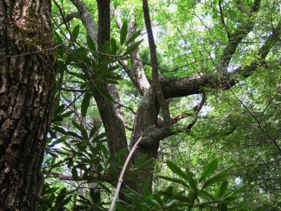 The 'Croc Tree'
closer view...
August, 2010

