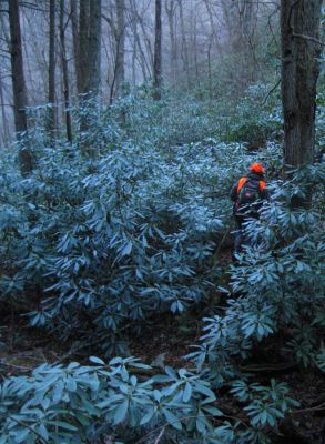The Trail
Larry Jarrett negotiates the laurels,
Unaka Mountain, 11-14-2015
