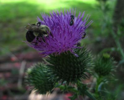 Bumble Bee on Thistle
2017
