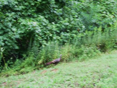 Wild Turkey
...running in meadow.
August, 2010
