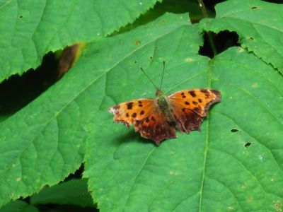 Tiger Moth
August, 2010
