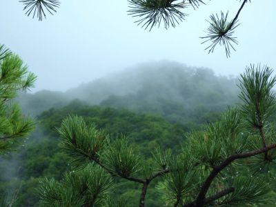 View from No Business Knob
Flattop Mountain in the clouds.
August, 2010
