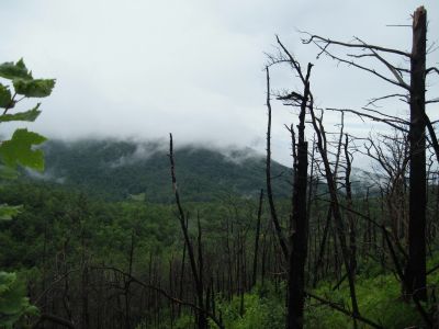 View from No Business Knob
Spivey Gap out that way somewhere.
August, 2010

