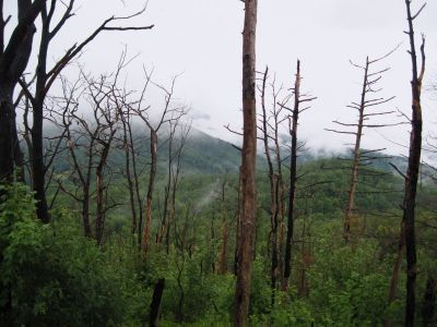 View from No Business Knob
August, 2010
